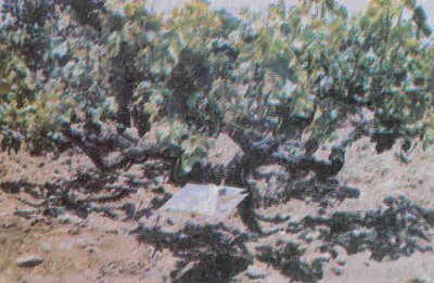 Asmaya asılmış bir eşeysel çekici tuzak.